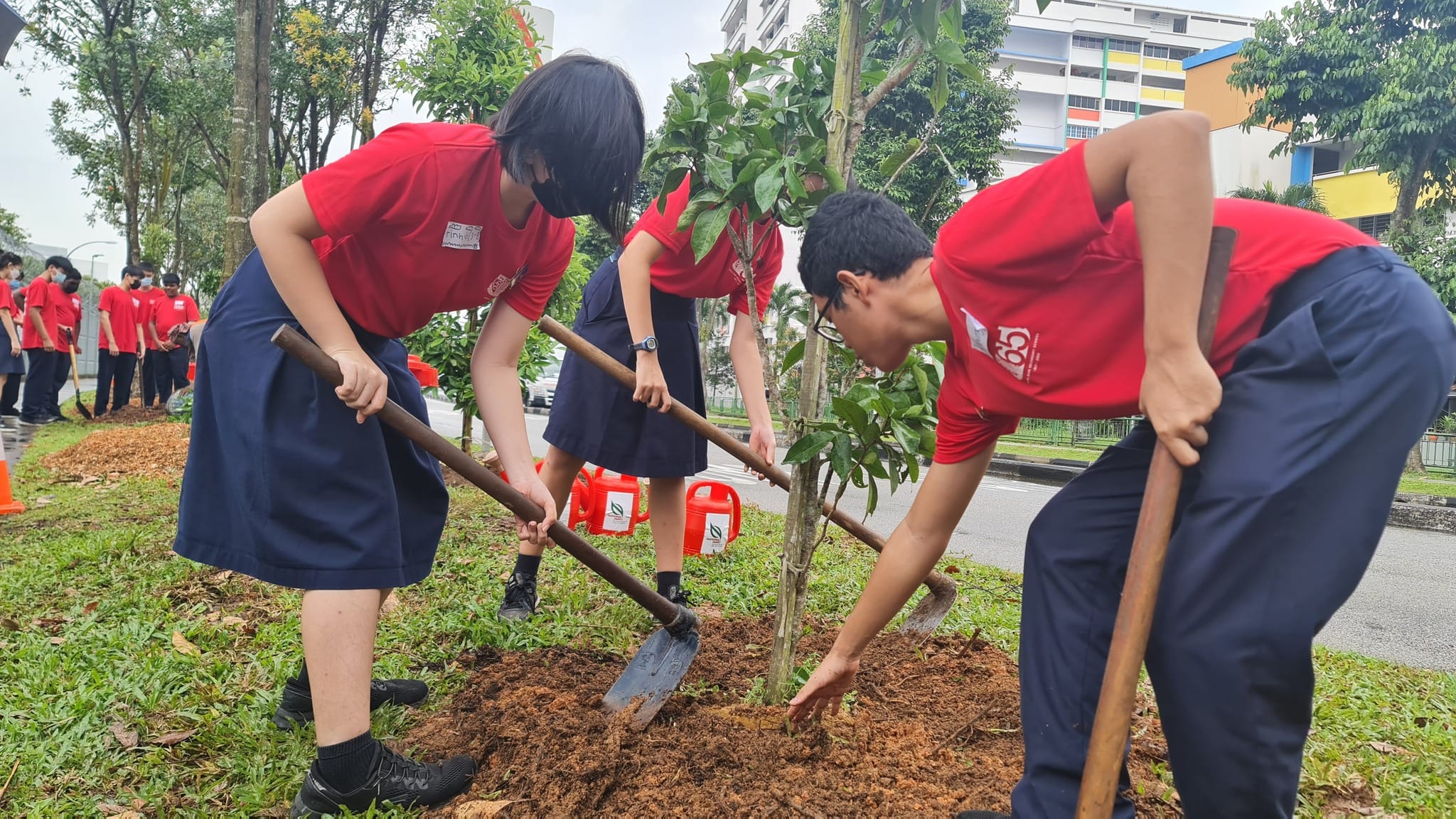 Students in red shirts and navy bottoms use shovels to plant a young tree in soil outdoors.
